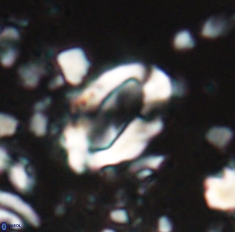 Zygodiscus clausus 23148