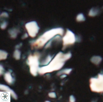 Zygodiscus clausus 23148