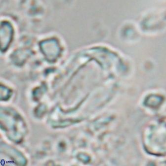 Zygodiscus clausus 23149