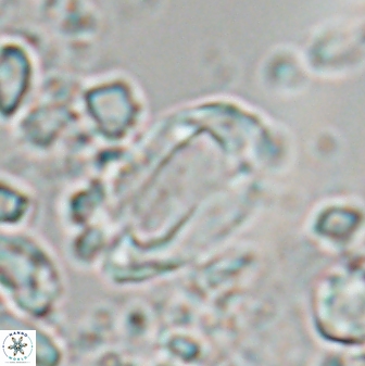Zygodiscus clausus 23149