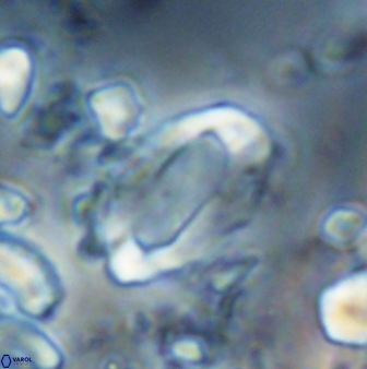 Zygodiscus clausus 23150