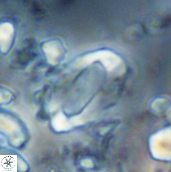 Zygodiscus clausus 23150