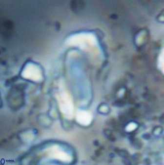 Zygodiscus clausus 23151