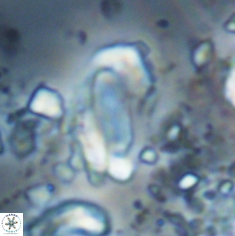 Zygodiscus clausus 23151