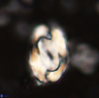 Zygodiscus clausus 58616