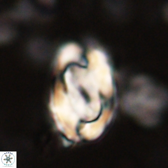Zygodiscus clausus 58616