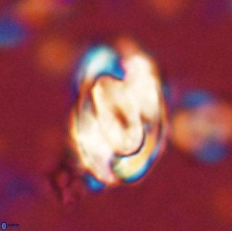 Zygodiscus clausus 58618