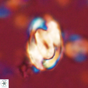 Zygodiscus clausus 58618