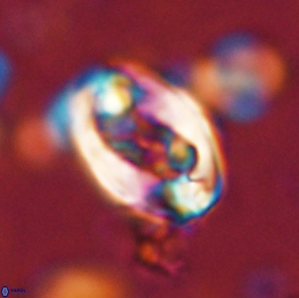 Zygodiscus clausus 58619