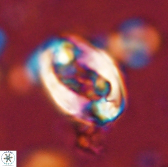 Zygodiscus clausus 58619