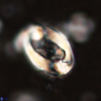 Zygodiscus clausus 58620