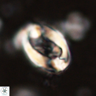 Zygodiscus clausus 58620