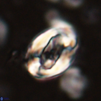 Zygodiscus clausus 58621