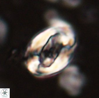 Zygodiscus clausus 58621