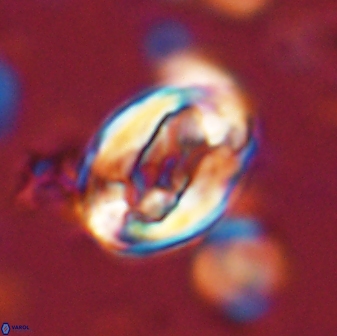 Zygodiscus clausus 58622