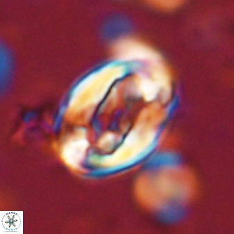 Zygodiscus clausus 58622