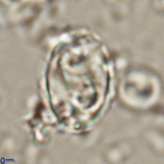 Zygodiscus clausus 58623