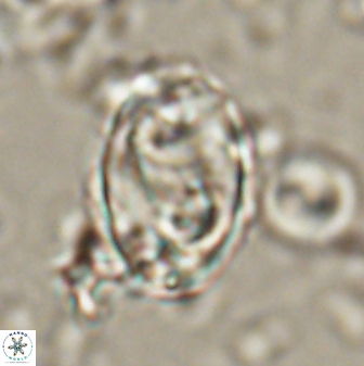 Zygodiscus clausus 58623