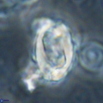 Zygodiscus clausus 58624