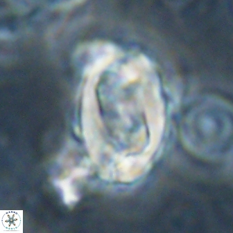 Zygodiscus clausus 58624