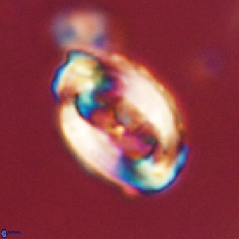 Zygodiscus clausus 69242