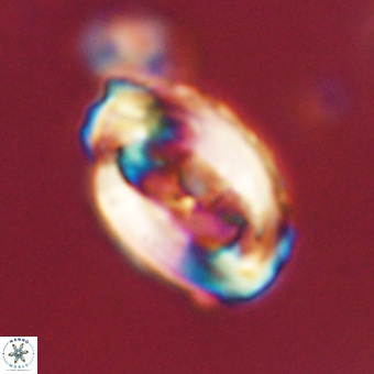 Zygodiscus clausus 69242