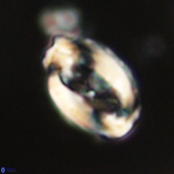Zygodiscus clausus 69243