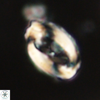 Zygodiscus clausus 69243