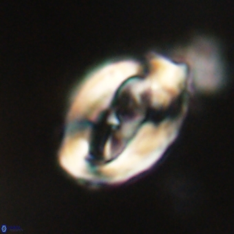 Zygodiscus clausus 69244