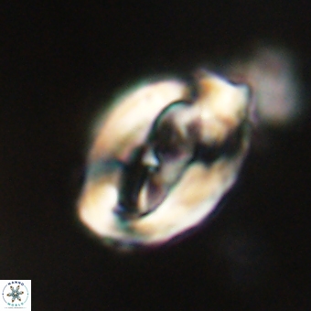 Zygodiscus clausus 69244