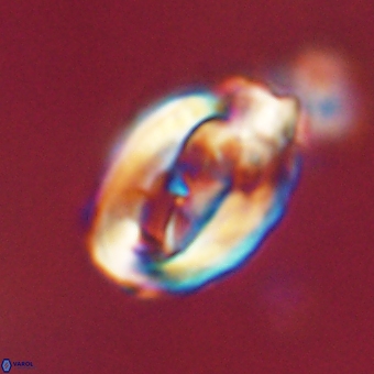 Zygodiscus clausus 69245
