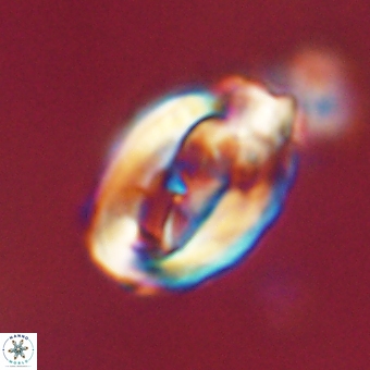 Zygodiscus clausus 69245