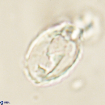 Zygodiscus clausus 69246