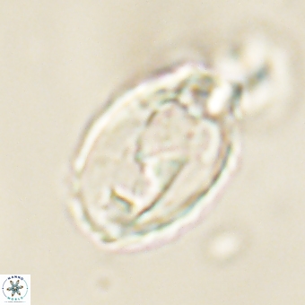 Zygodiscus clausus 69246