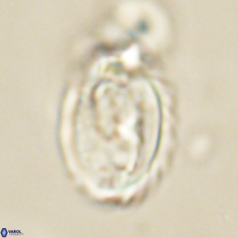 Zygodiscus clausus 69247