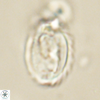 Zygodiscus clausus 69247