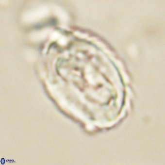 Zygodiscus clausus 69248