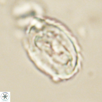 Zygodiscus clausus 69248