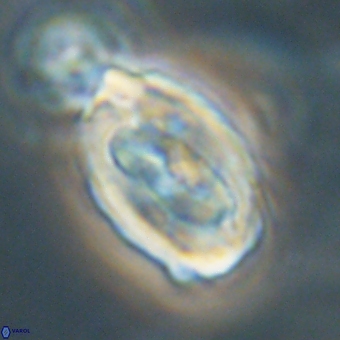 Zygodiscus clausus 69249