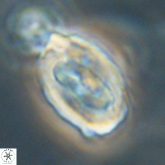 Zygodiscus clausus 69249