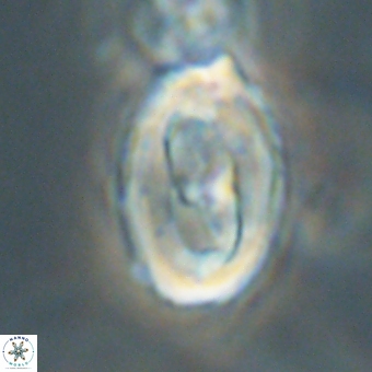 Zygodiscus clausus 69250