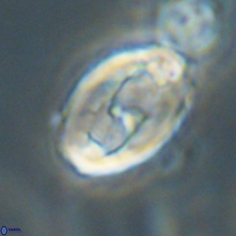 Zygodiscus clausus 69252