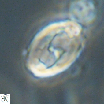 Zygodiscus clausus 69252