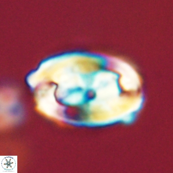 Zygodiscus clausus 69253