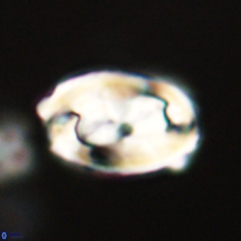Zygodiscus clausus 69254