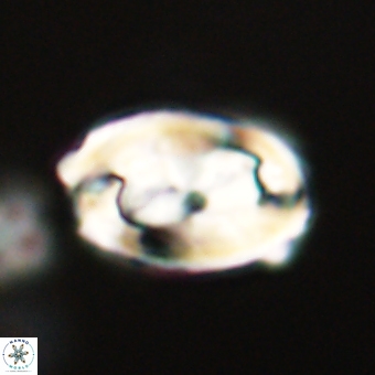 Zygodiscus clausus 69254