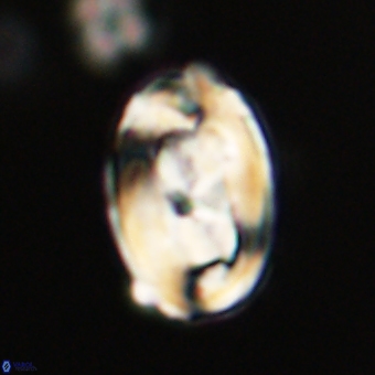Zygodiscus clausus 69255