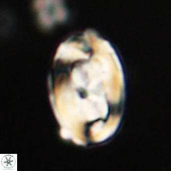 Zygodiscus clausus 69255
