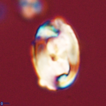 Zygodiscus clausus 69256