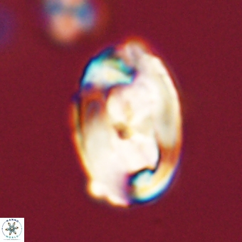 Zygodiscus clausus 69256